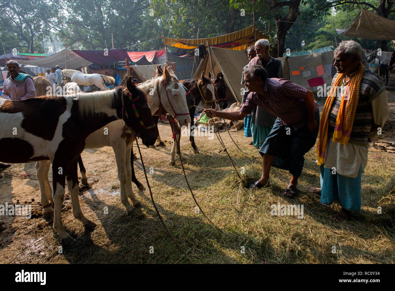 Händler kaufen und verkaufen Pferde während der jährlichen Viehmarkt an Sonpur in Bihar. Stockfoto