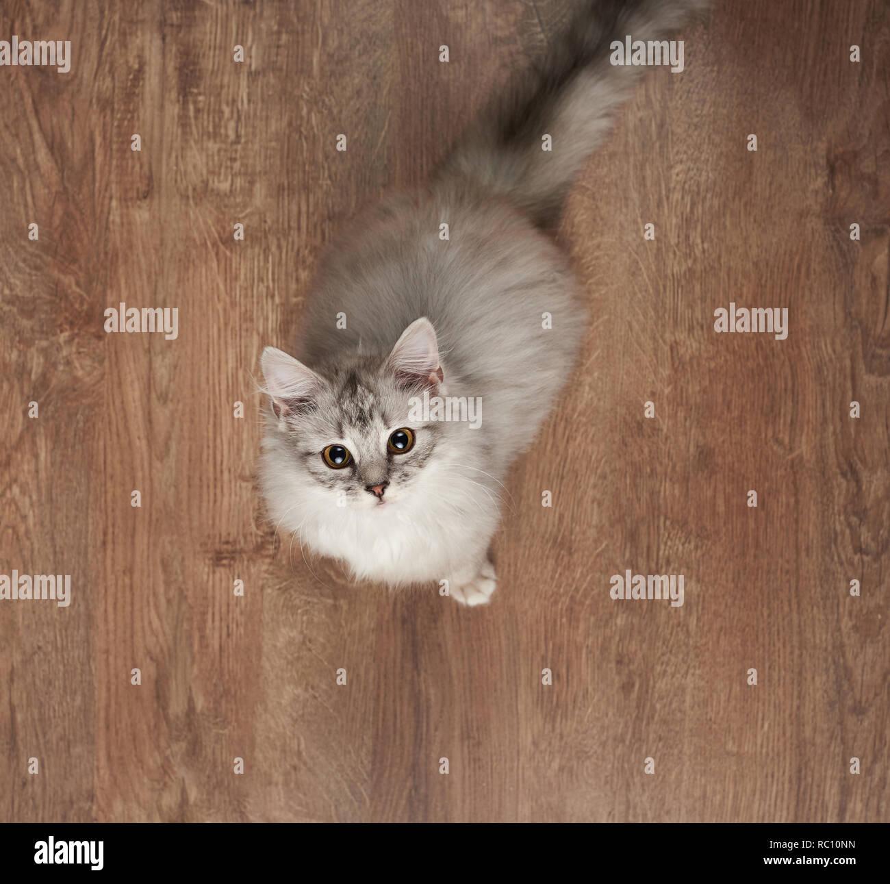 Ein graues Kitty mit großen Augen sitzen auf hölzernen Stock über der Ansicht von oben Stockfoto