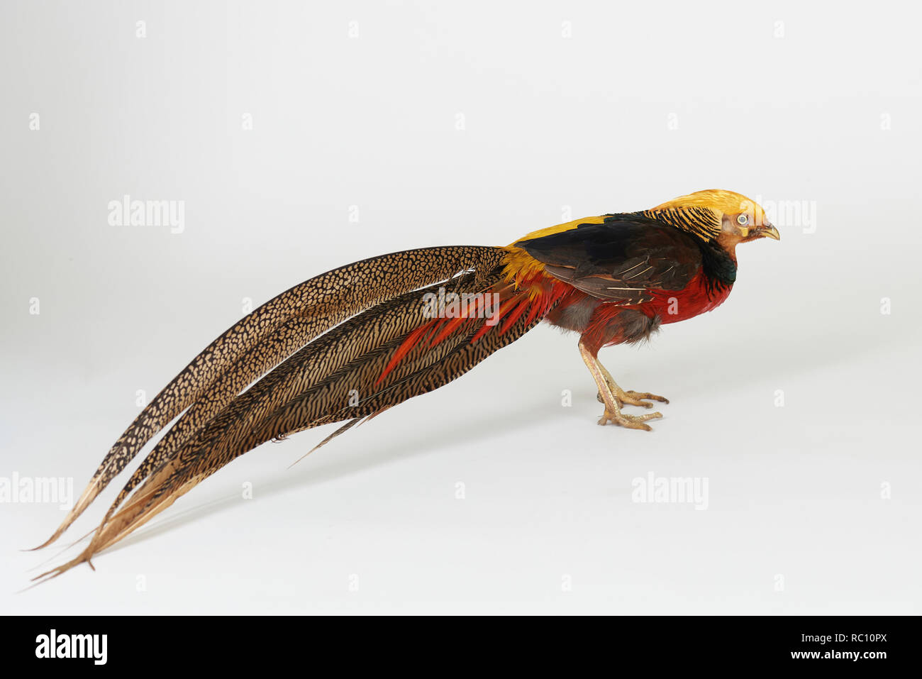 Ein bunter Vogel stehen auf weißen studio Hintergrund isoliert Stockfoto