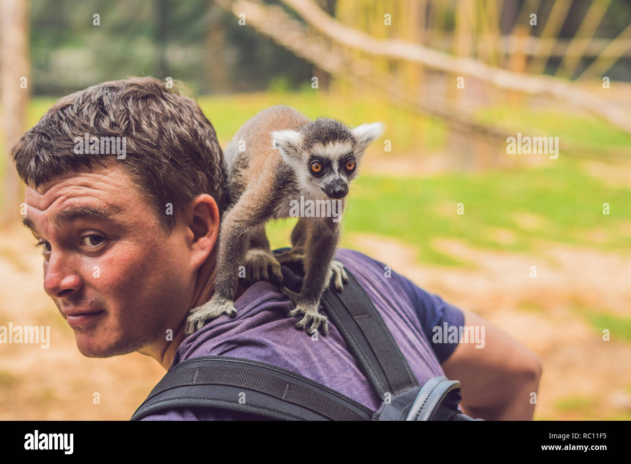 Lemur kletterten auf den Mann. Tier Angriff in den Zoo. Stockfoto