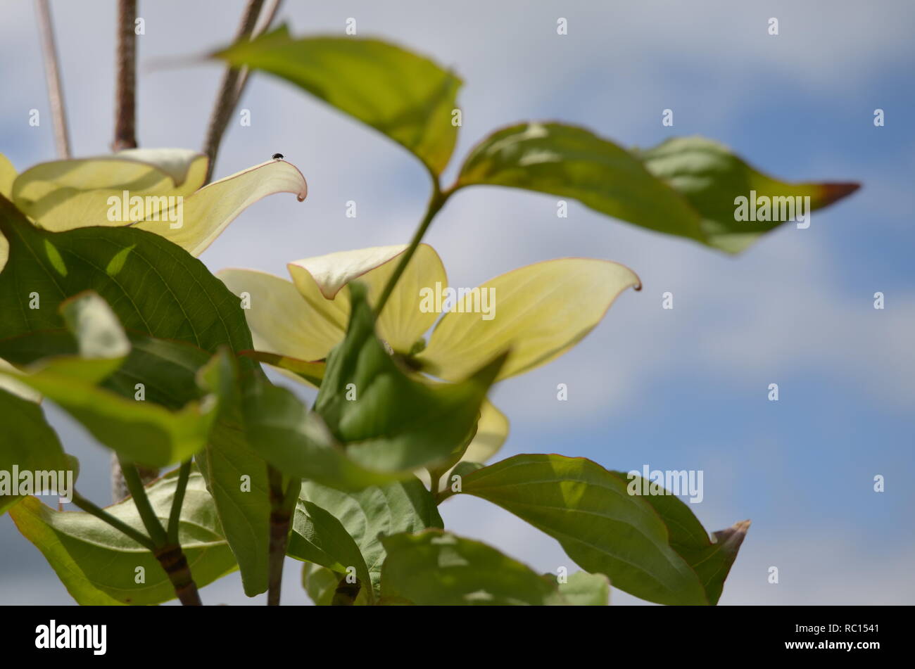 Weißer Hartriegel Blüten aus der Nähe auf einer Sun-glänzenden Tag. Stockfoto