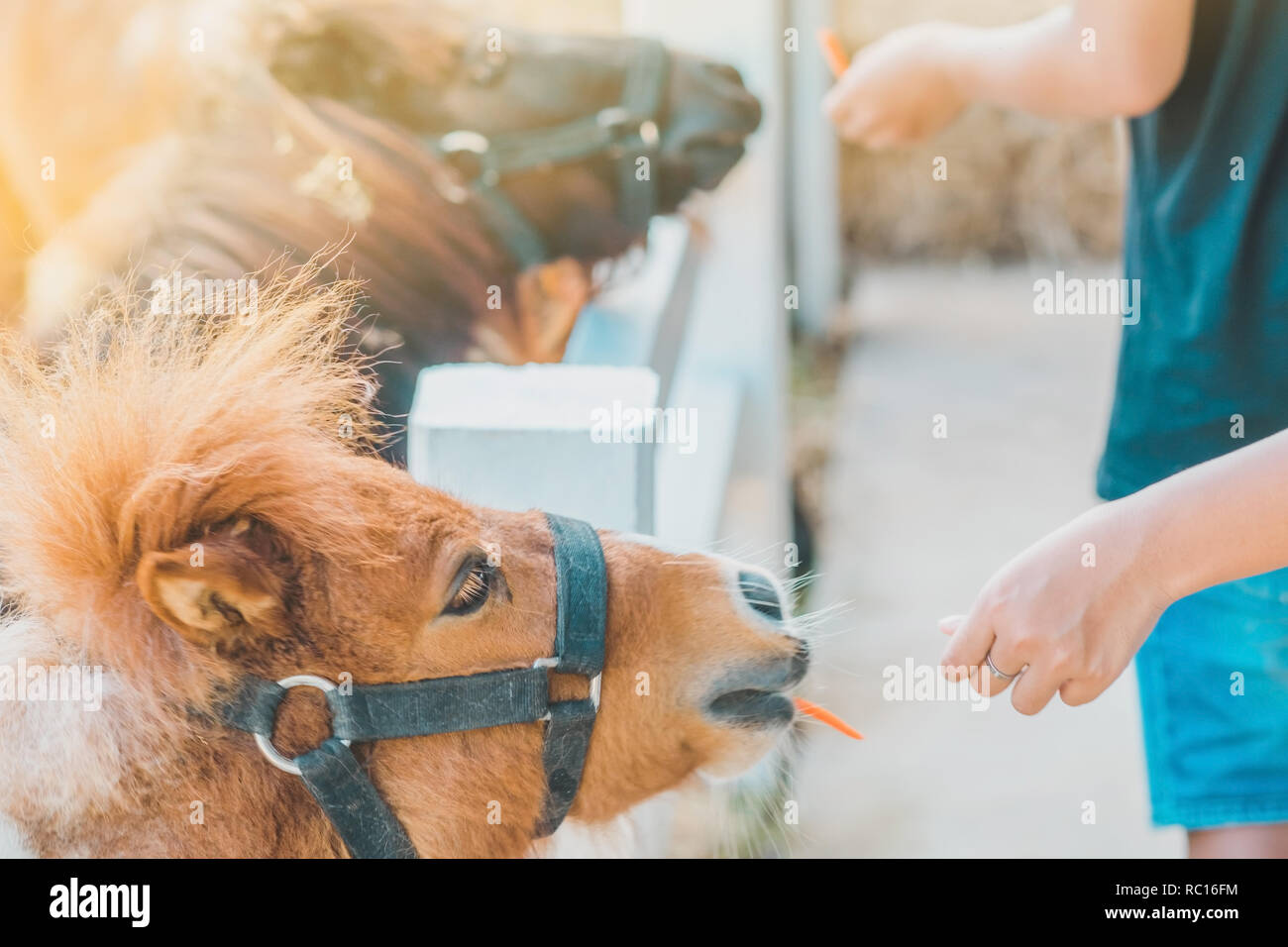 Junge Fütterung Pferd in seiner Farm durch einen weißen Holzzaun. Stockfoto
