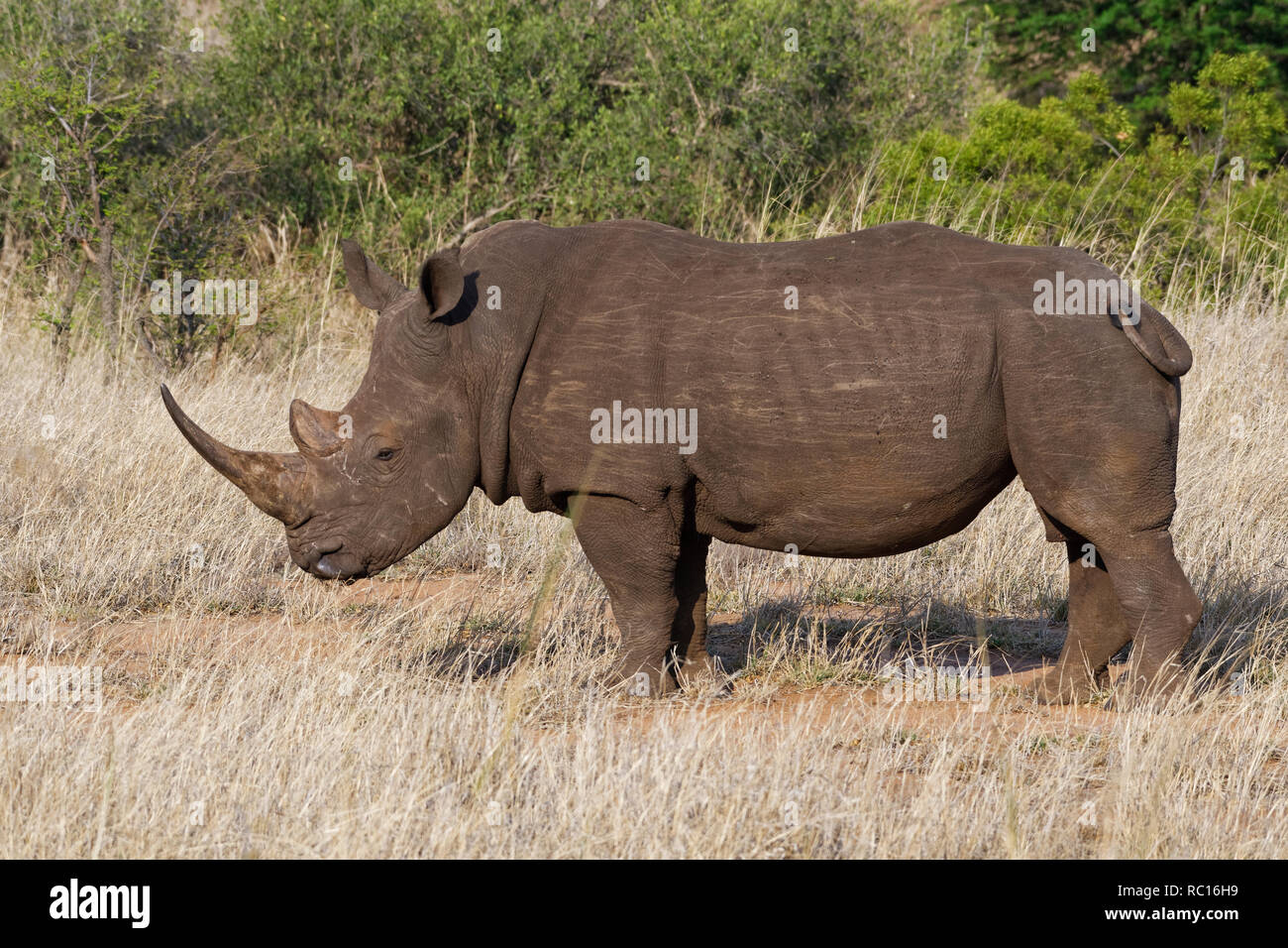 Weiße Nashörner (Rhinocerotidae)), erwachsenen männlichen, Fütterung auf trockenem Gras, Krüger Nationalpark, Südafrika, Afrika Stockfoto