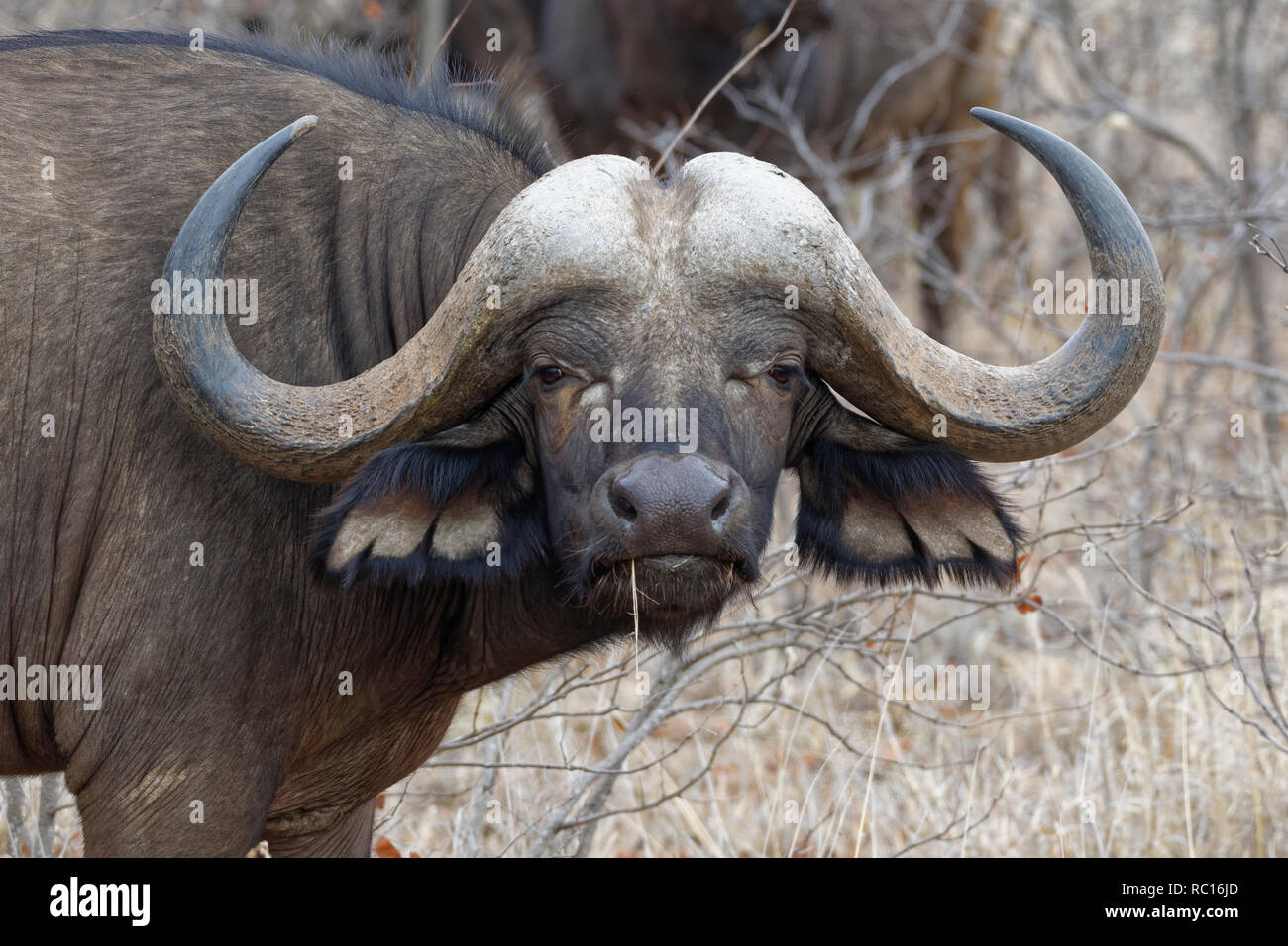 Kaffernbüffel (Syncerus Caffer), erwachsenen männlichen, unter Sträuchern, Alert, Krüger Nationalpark, Südafrika, Afrika Stockfoto