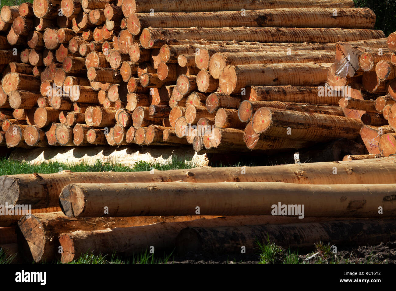 Gestapelte Holz, Fichte Protokolle, entrindet, Deutschland Stockfoto