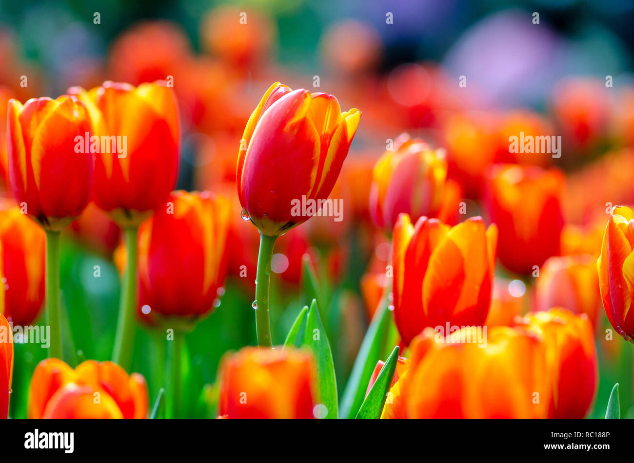 Die rote gelbe Tulpe Felder sind dicht blühenden Stockfoto