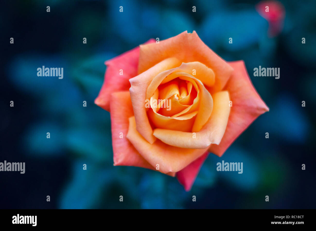 Orange-gelbe Rosen blauer Hintergrund Stockfoto