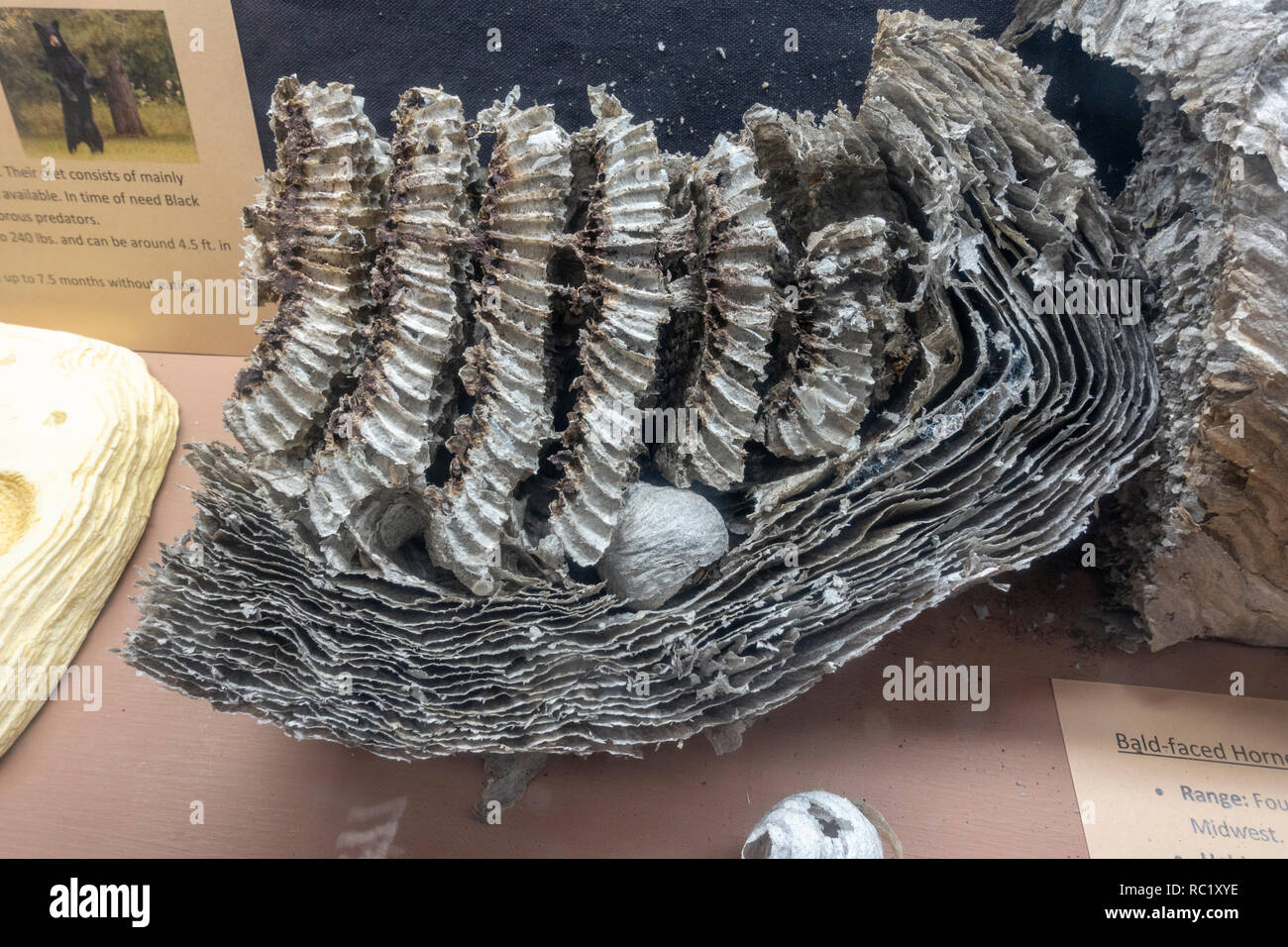 Unverfrorene Hornissen Nest auf Anzeige im Besucherzentrum in Williams, Northern Arizona, USA. Stockfoto