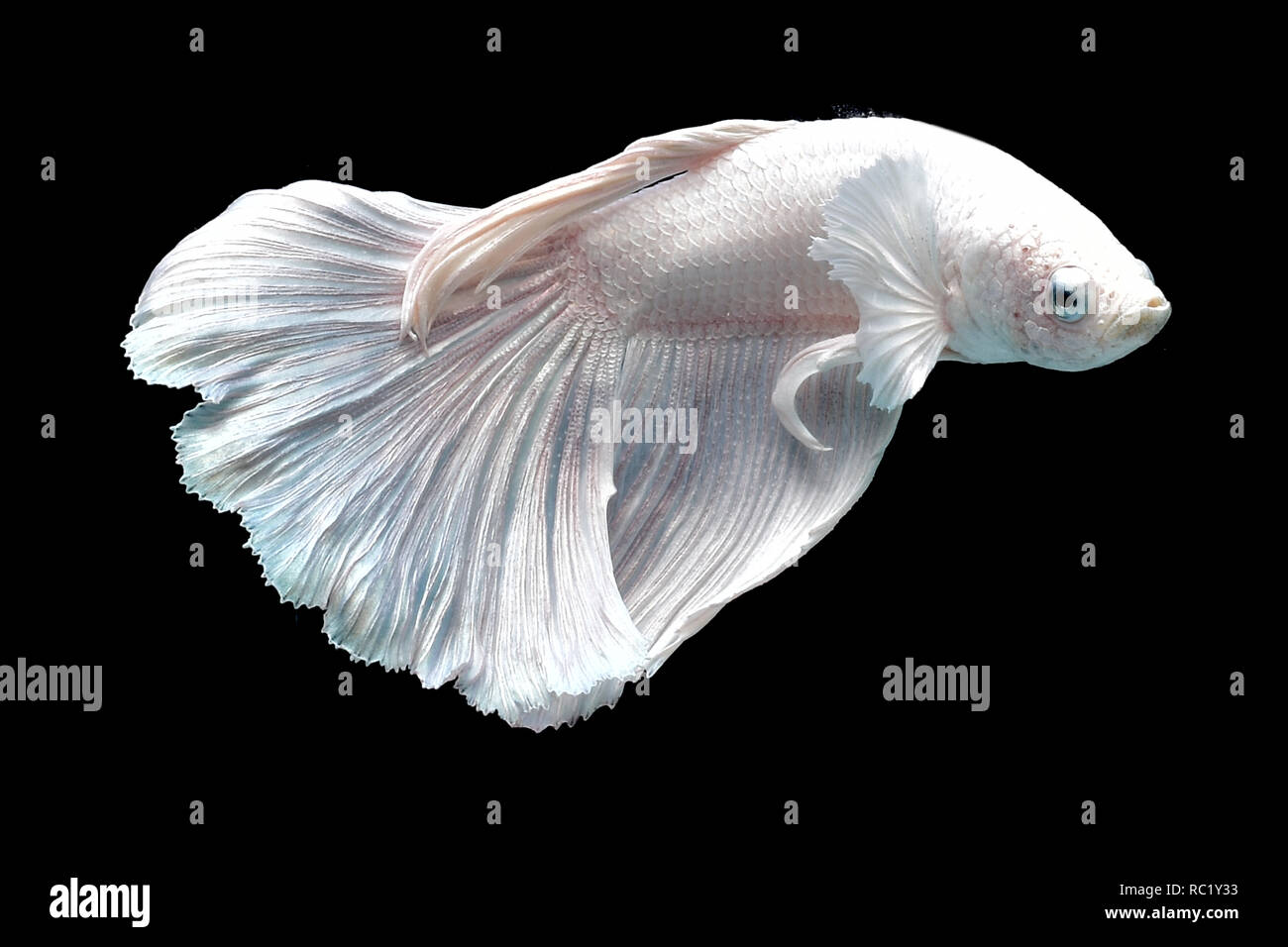 betta fish and fighter fish