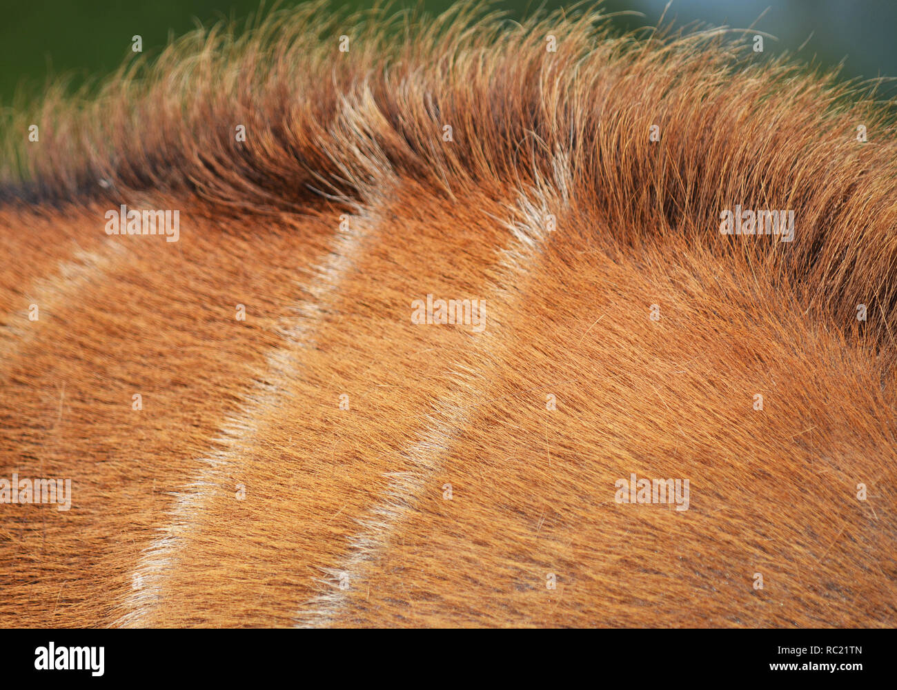 Eastern Mountain Bongo Antilope Ausblenden (Tragelaphus eurycerus bezeichnet) Stockfoto