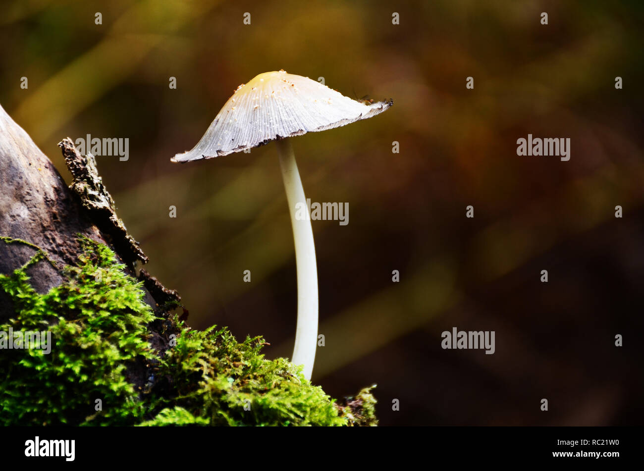 Weiße Pilze Stockfoto