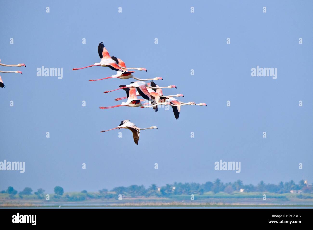 Gruppe von Flamingos in den Damm Rückstau Stockfoto