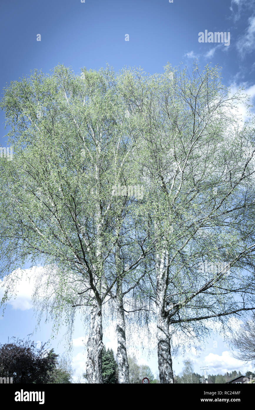 Altmodisches image Stil, retro Farben durch die Gruppe von drei silberne Birken mit Feder Wachstum suchen Kontrast zu weißen Baumstämmen. Stockfoto