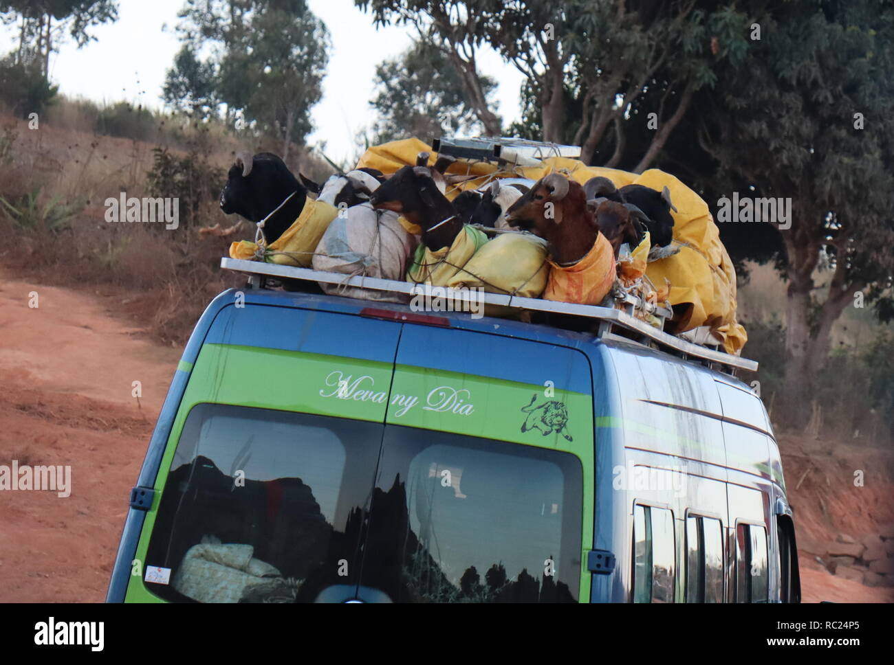 Ziegen auf einem Bus Dach in Madagaskar reisen Stockfoto