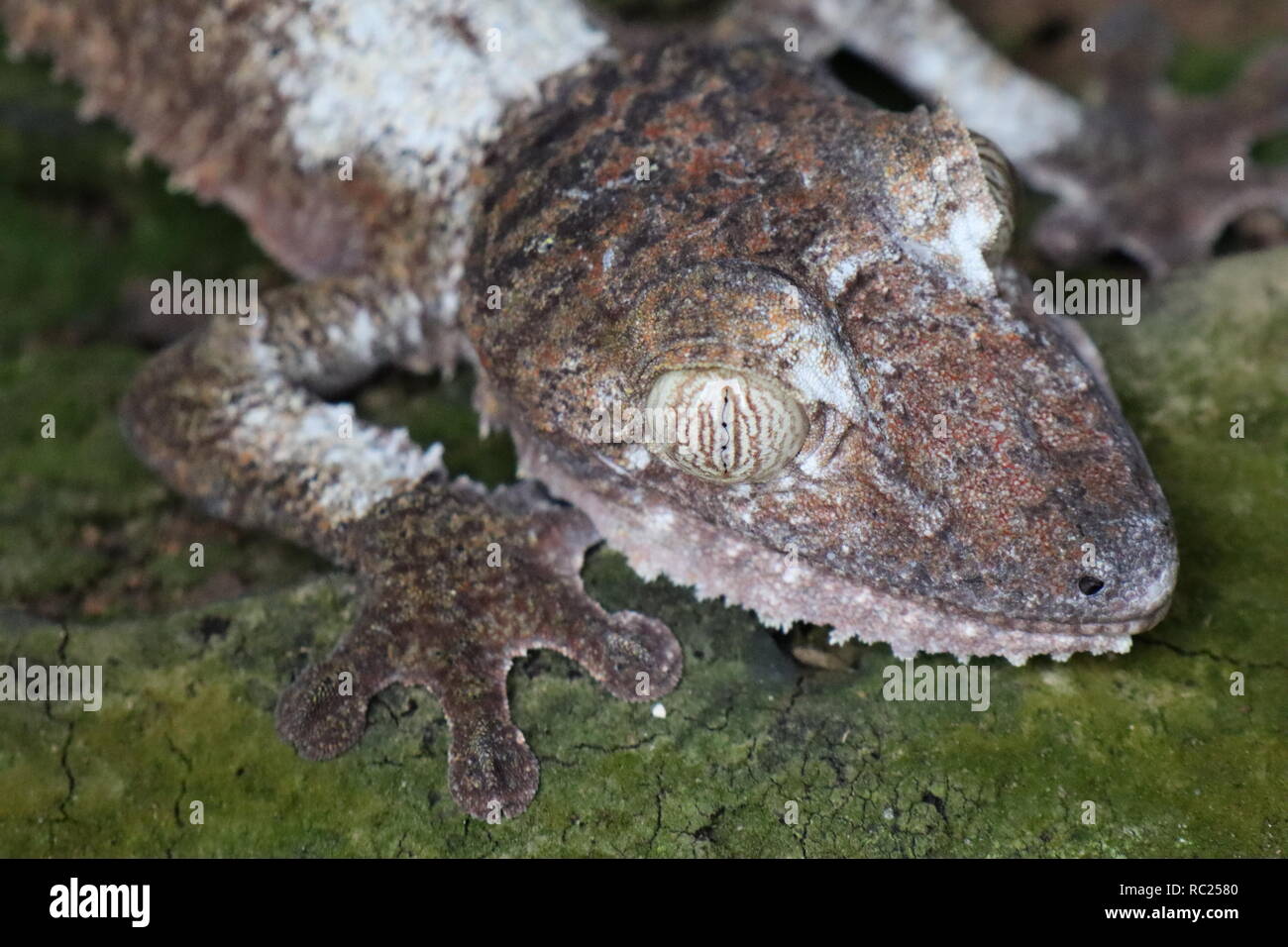 Uroplatus gecko aus Madagaskar Stockfoto