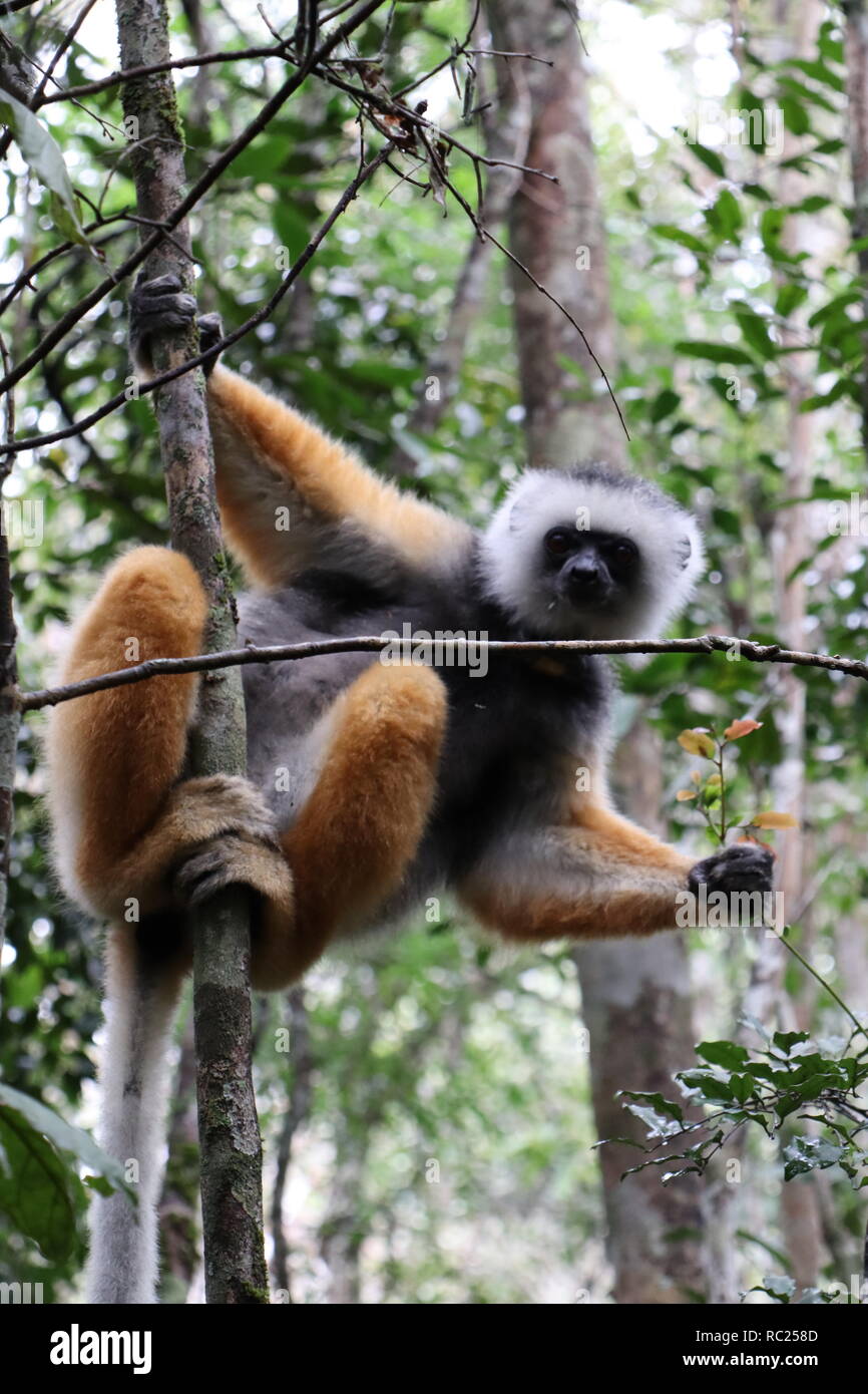 Diademed sifaka (Propithecus diadema) in Madagaskar Stockfoto