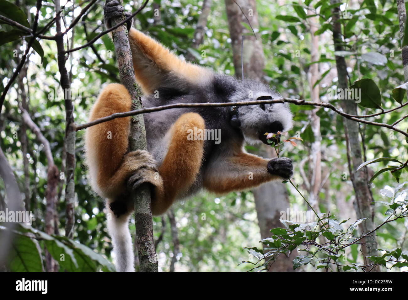 Diademed sifaka (Propithecus diadema) in Madagaskar Stockfoto