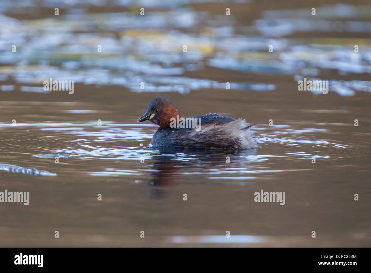 Zwergtaucher. Tachybaptus ruficollis. Einzelne Erwachsene in See. Winter. Staffordshire. Britische Inseln Stockfoto
