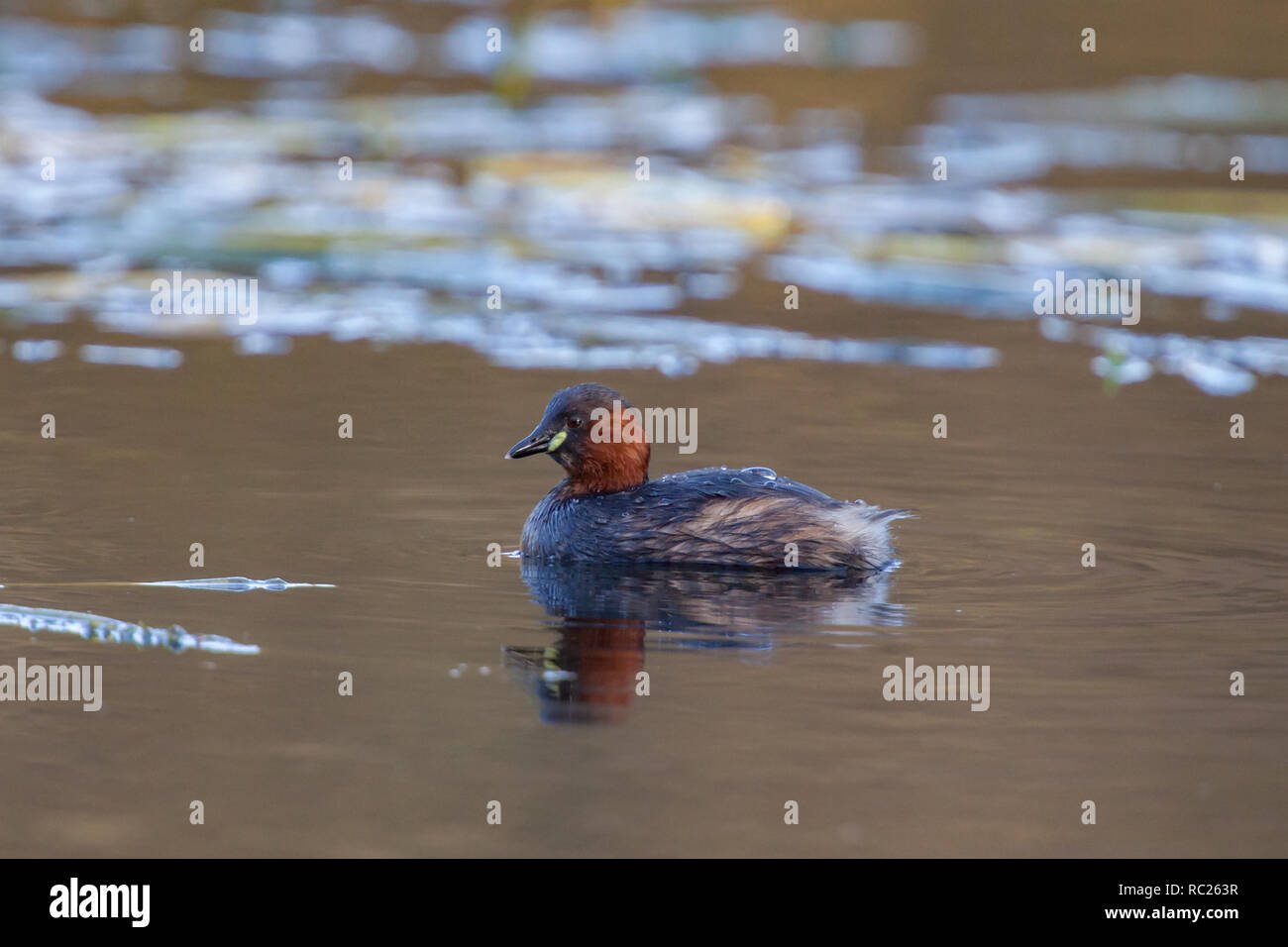 Zwergtaucher. Tachybaptus ruficollis. Einzelne Erwachsene in See. Winter. Staffordshire. Britische Inseln Stockfoto