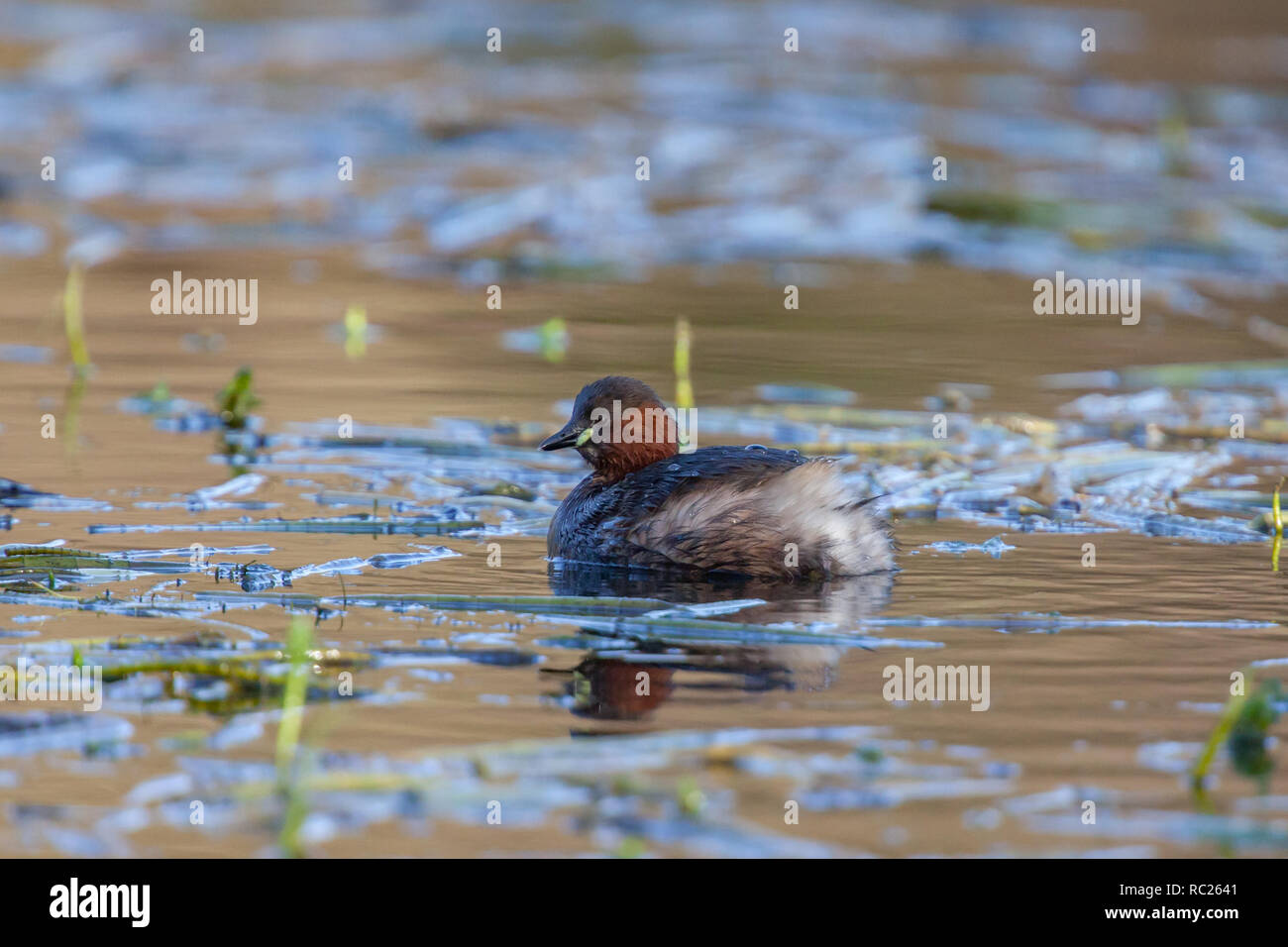 Zwergtaucher. Tachybaptus ruficollis. Einzelne Erwachsene in See. Winter. Staffordshire. Britische Inseln Stockfoto