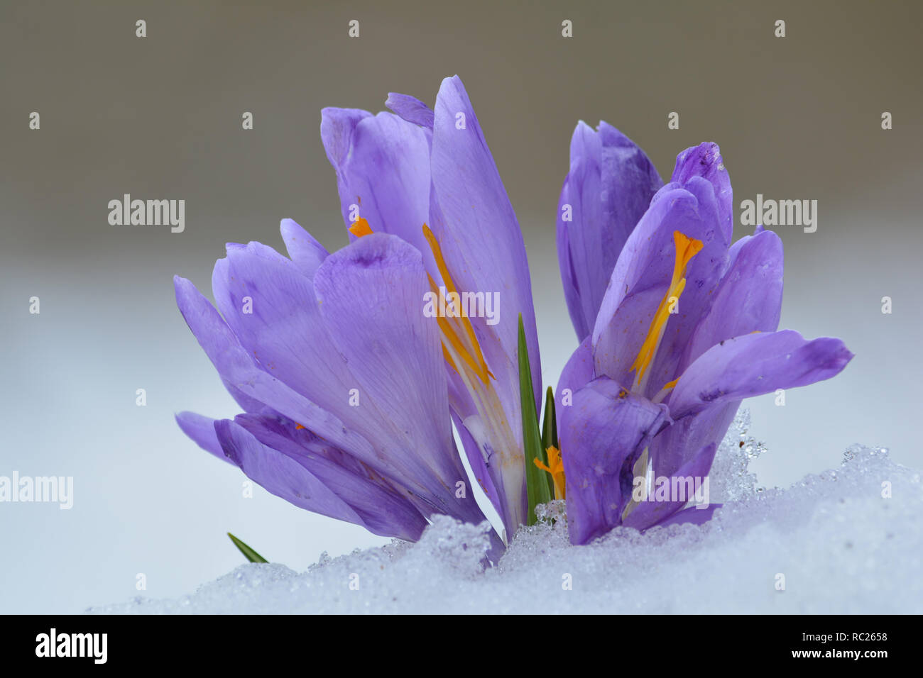 Haufen der frühen sprnig Blüten der Krokusse oder wilde Saffrons aus schmelzendem Schnee gegen Weiße und Graue bokeh, Ansicht schließen, kopieren Raum Stockfoto