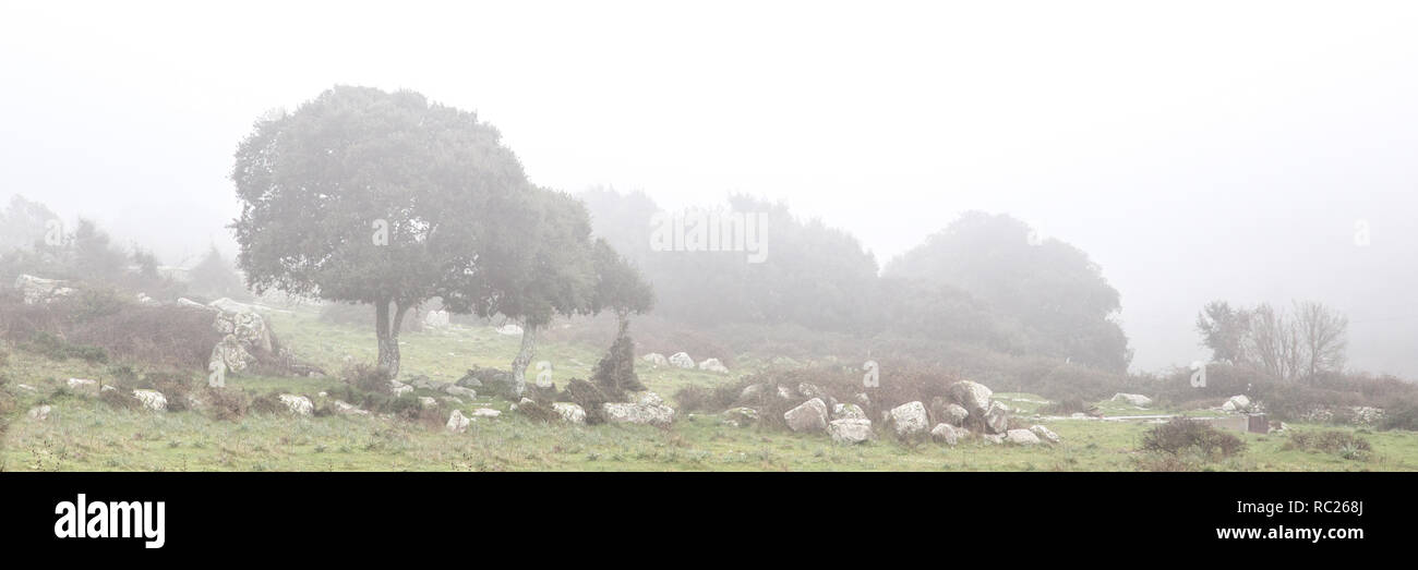 Landschaft mit Windgepeitschte Bäume im Nebel in Sardinien, Italien Stockfoto