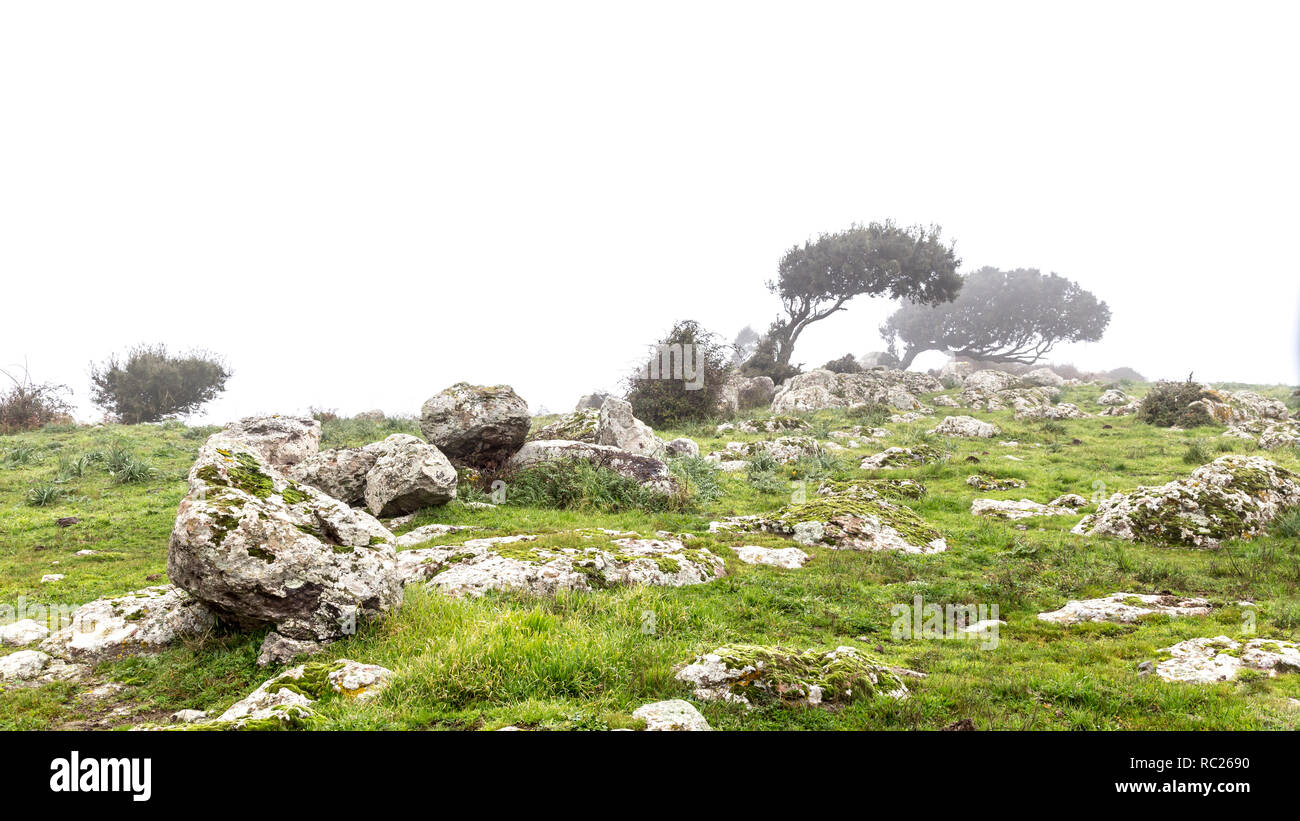 Landschaft mit Windgepeitschte Bäume im Nebel in Sardinien, Italien Stockfoto