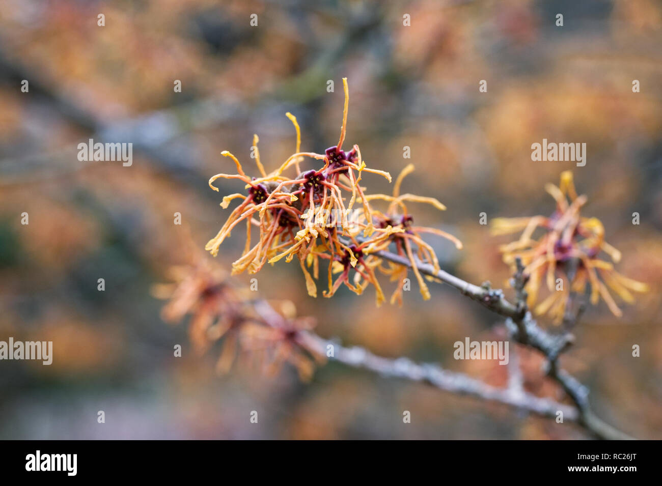 Hamamelis x intermedia 'Aphrodite' Blumen. Stockfoto