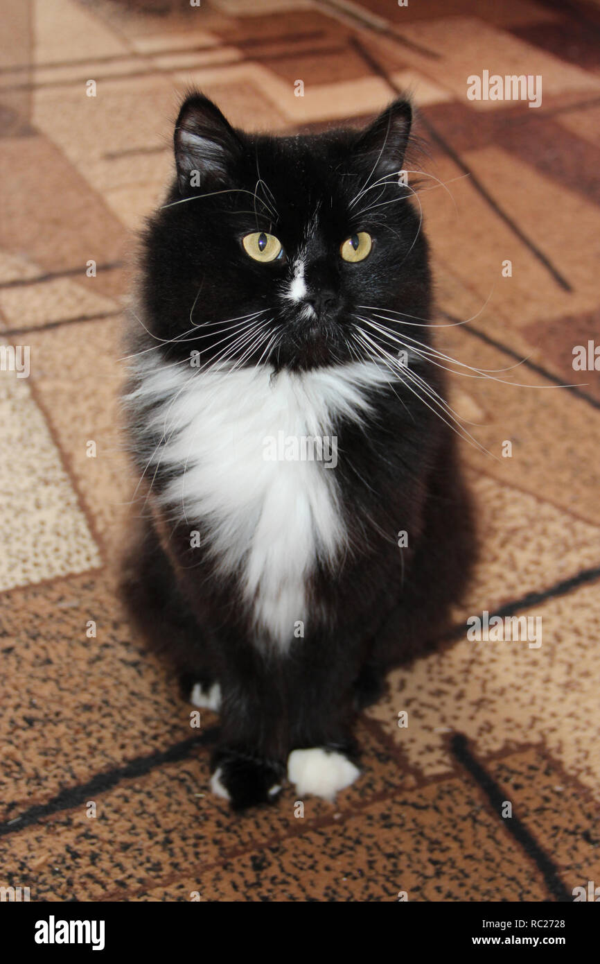 Schwarze Katze sitzt auf dem Teppich. Schwarze Katze mit weißen Binden sitzen auf dem Teppich des Zimmers. Nettes pet Stockfoto