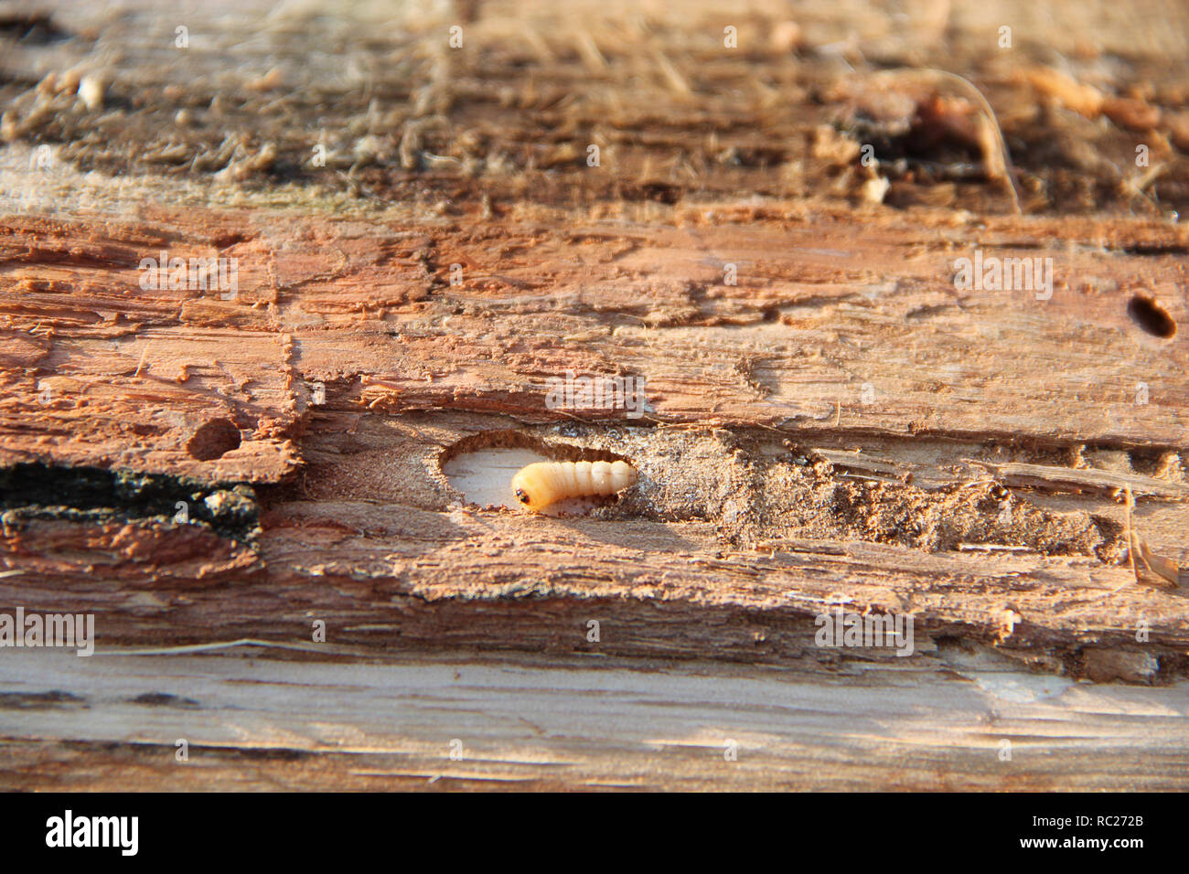 Larven der Holzwurm leben unter Rinde Kiefer. Gemeinsame Möbel Käfer. Insekt-schädling Stockfoto