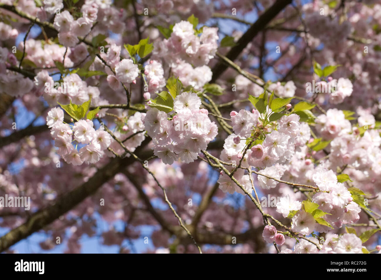 Prunus 'Ichiyo' Blüte. Kirschblüte in einem englischen Garten. Stockfoto