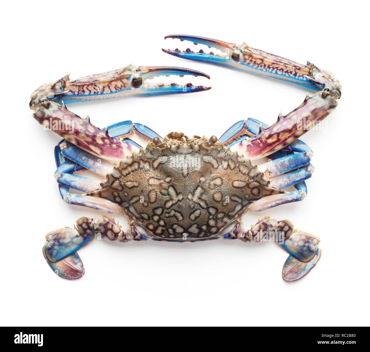 Raw Blue crab auf weißem Hintergrund Stockfoto