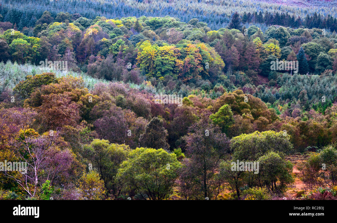 Ein Bunter Herbst Blick auf das Tal von Glendalough, Co Wicklow, Irland. Stockfoto