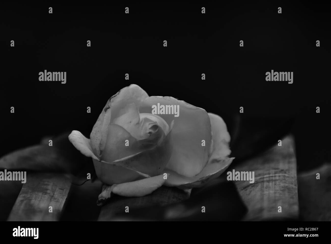 Rose liegen auf Bambusstöckchen. Schwarz/Weiß-Foto Stockfoto