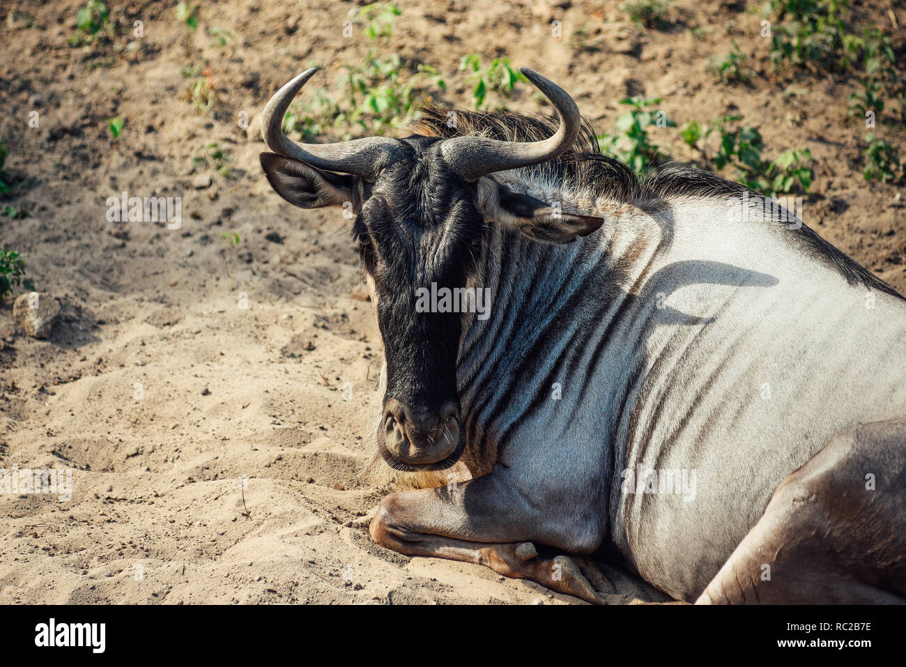 Gnu-Gnus auf dem Sand und Blick in die Kamera. Stockfoto