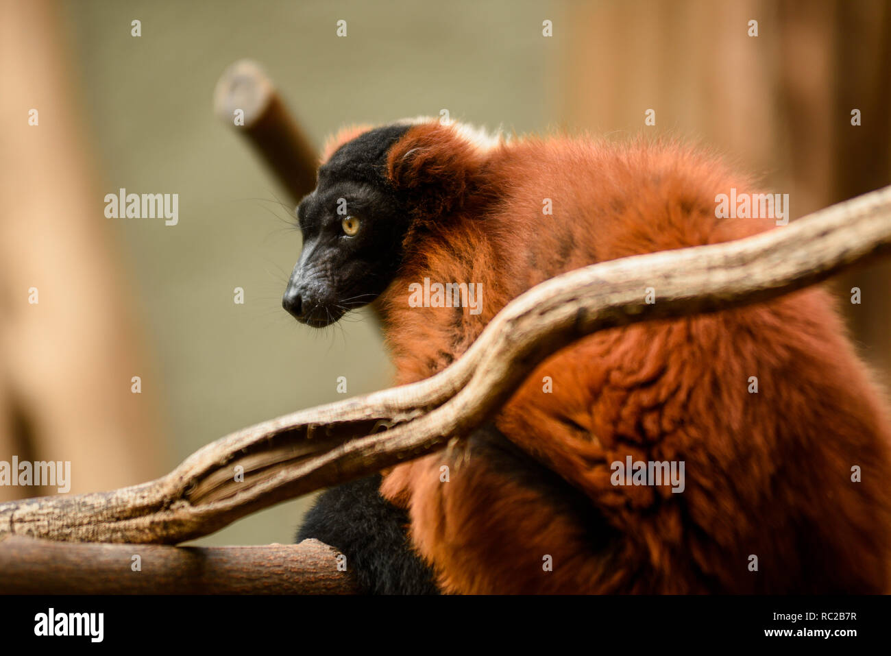 Rote Haare/Fell lemur auf der Branche. Stockfoto