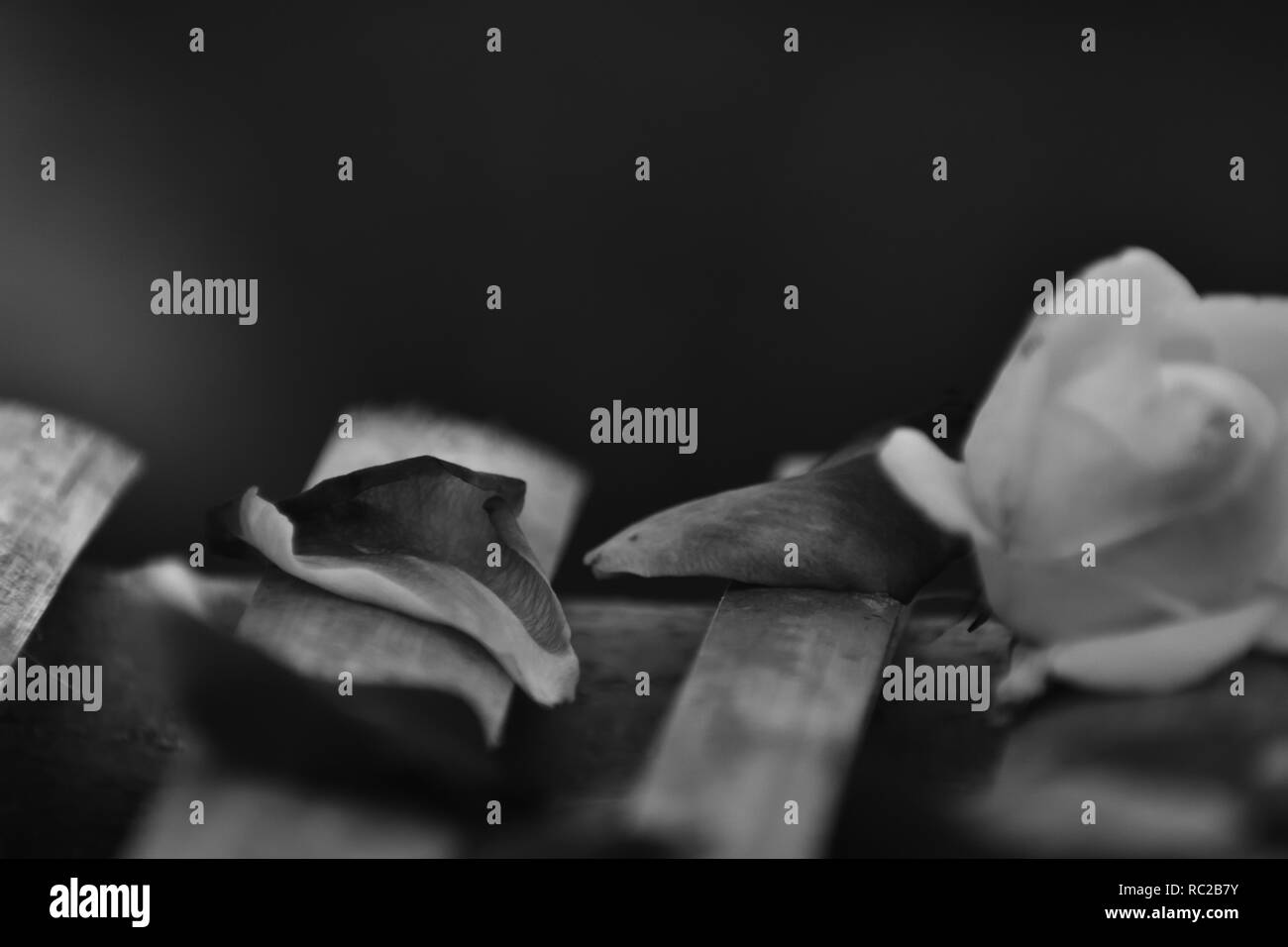 Rose liegen auf Bambusstöckchen. Schwarz/Weiß-Foto Stockfoto