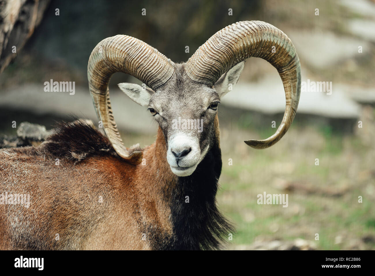 Porträt des Mufflons ram/Ziege. Stockfoto