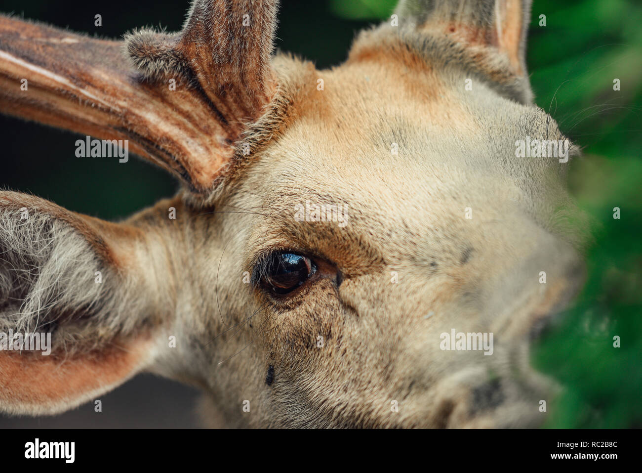 Nahaufnahme auf das Auge des Hirsches. Stockfoto