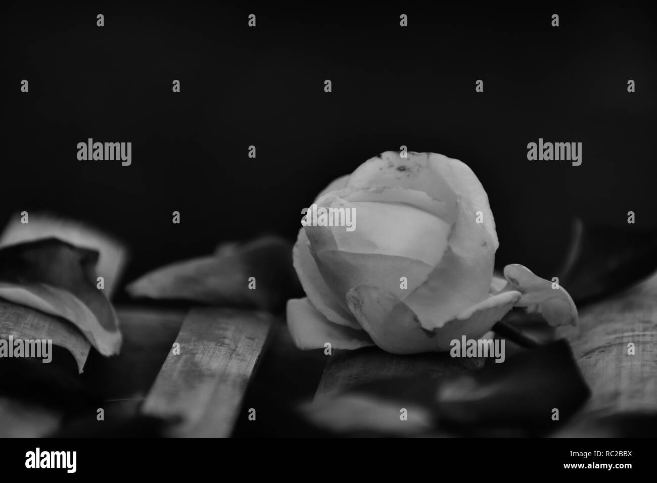 Rose liegen auf Bambusstöckchen. Schwarz/Weiß-Foto Stockfoto