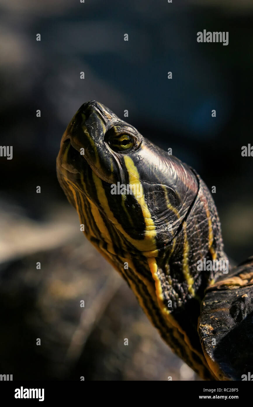 Detailansicht auf die Schildkröte Kopf oben. Stockfoto