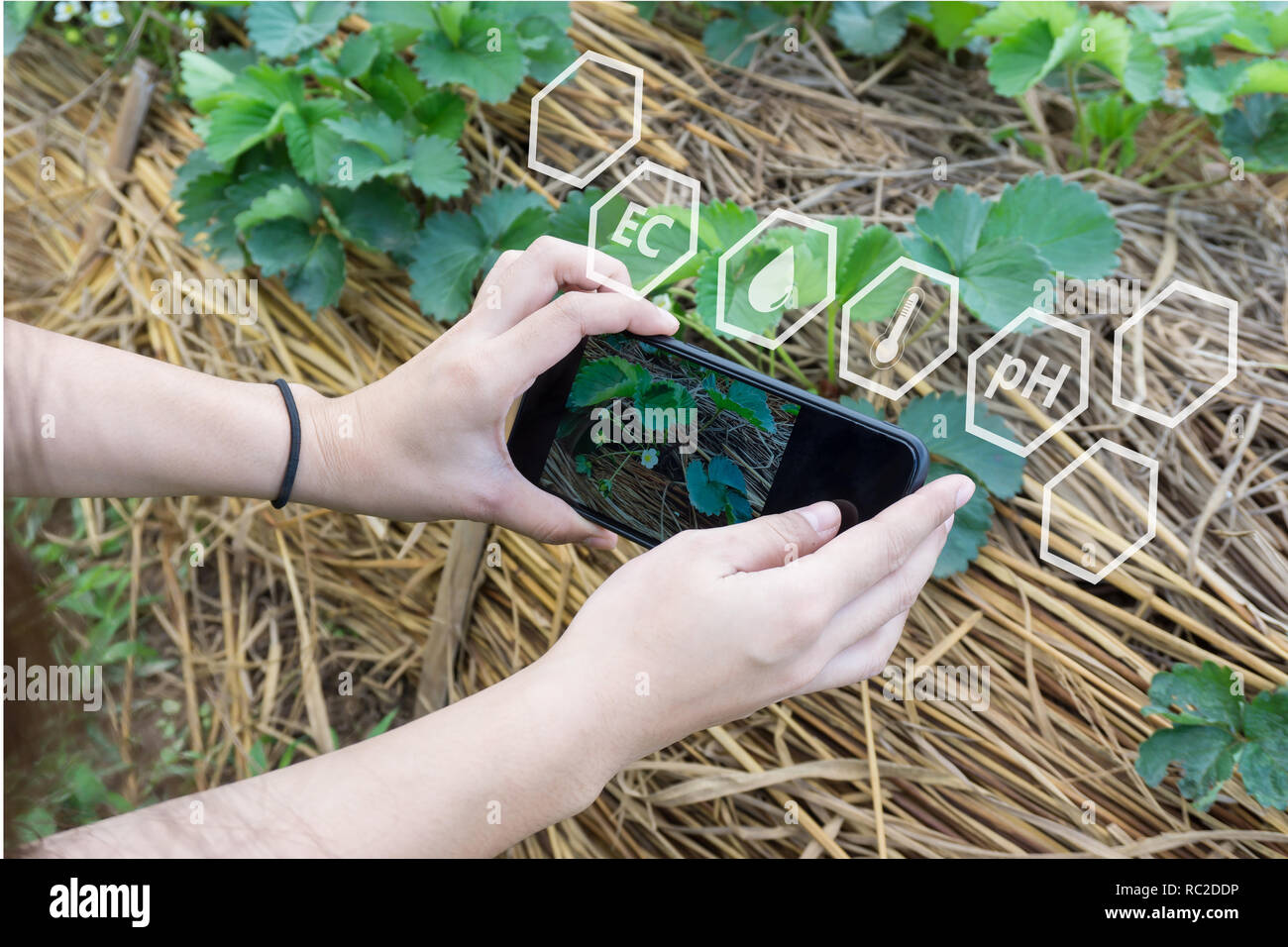 Landwirt mit Smartphone Kontrolle der Temperatur, Feuchtigkeit, Boden-pH-Wert mit der Digitalen holografischen Bildschirm in Erdbeeren Plantage. Stockfoto