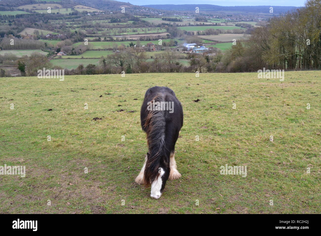 Eine Rasse von kleinen Pferd, wahrscheinlich gypsy Horse, essen Gras in die North Downs in der Nähe von Shoreham, Kent, auf einem Hügel oberhalb des Filston Lane Stockfoto