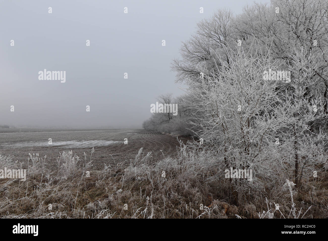 Gefrorener Nebel, der Nebel bleibt auf der Oberfläche der Umwelt, wenn die Temperatur kalt genug ist. Stockfoto