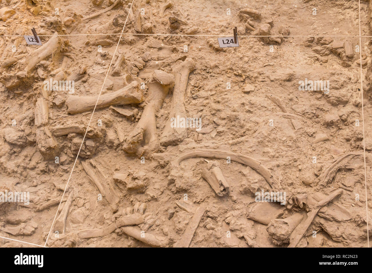 Fossilien von kurzen necked Lange gehörnten Giraffe - Sivatherium - Baugrube in West Coast Fossil Park, Südafrika - Giraffe lebte 5 Millionen Jahre Stockfoto