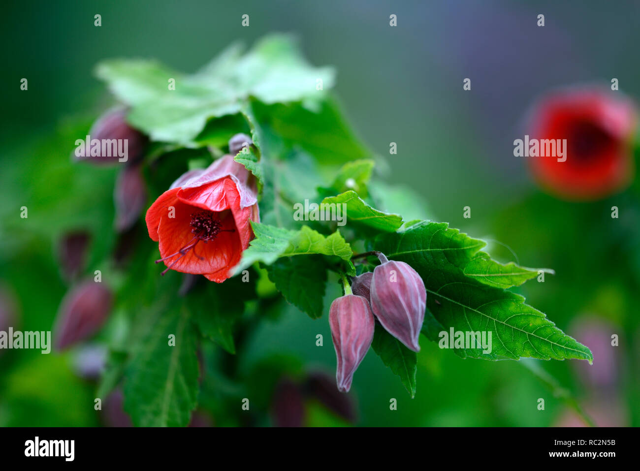 Abutilon Flower Red Kaiser, abutilons, chinesische Laterne Baum