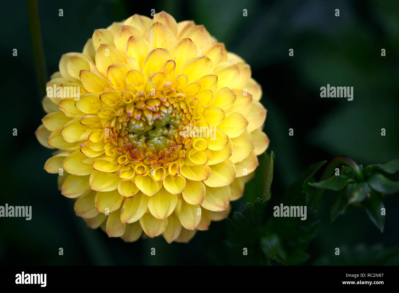 Dahlie Sunny Boy, ball Dahlie, Dahlien, Gelb, Blume, Blüte, RM Floral Stockfoto