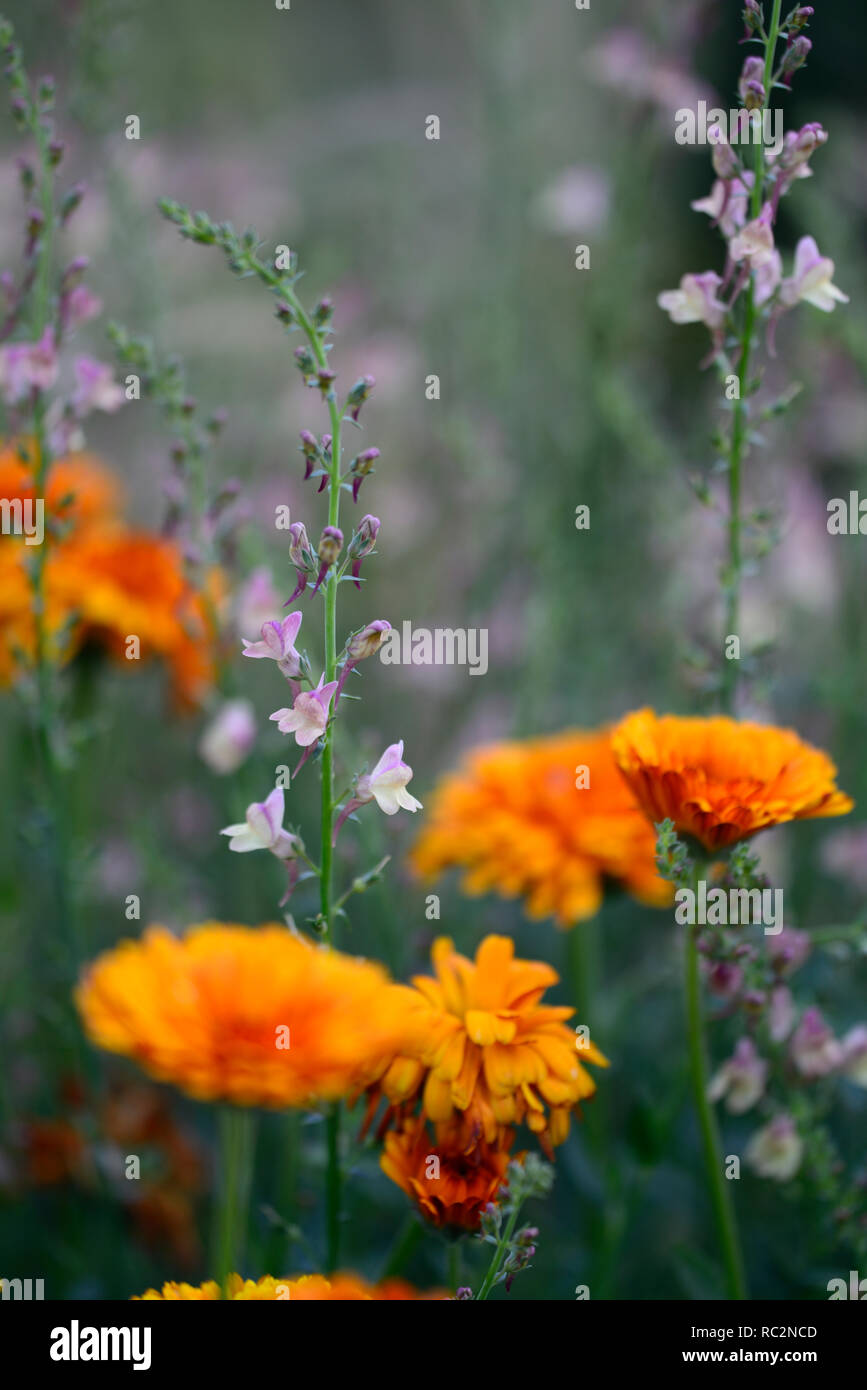 Linaria wählen Park, Toadflax, mauve rosa Blüten, Calendula indischen Prinzen, orange Blumen, Stiele, Türme, snapdragon, RM Floral Stockfoto