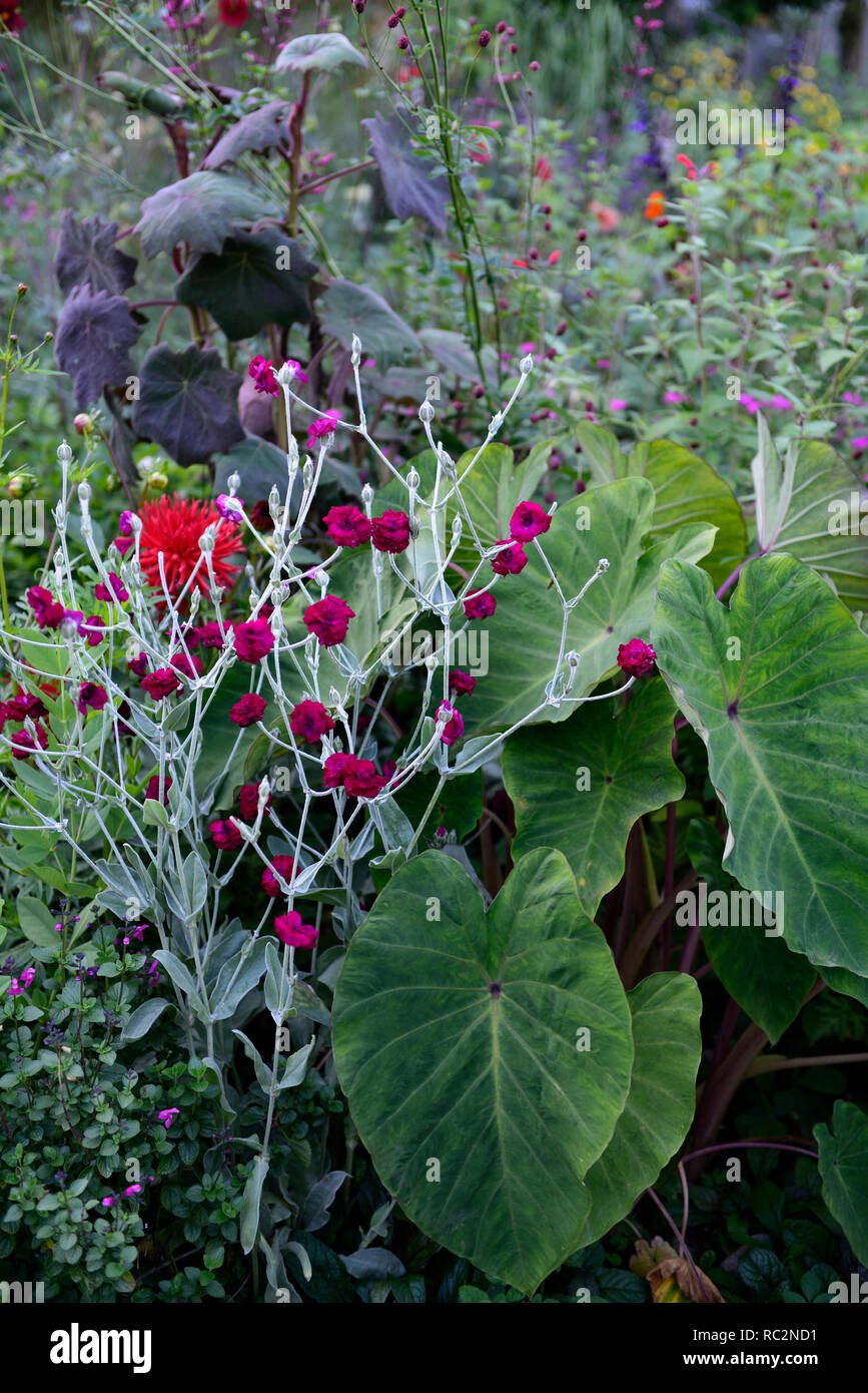 Lupinus coronaria Gärtner' Welt, Rose campion, colocasia rosa China, senecio cristobalensis, Laub, tropischen, exotischen Grenze, Bett, Bepflanzung, RM Flor Stockfoto