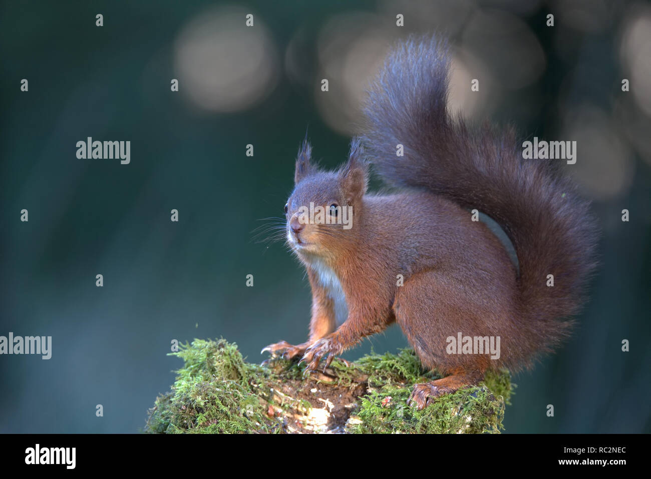 Eichhörnchen Stockfoto